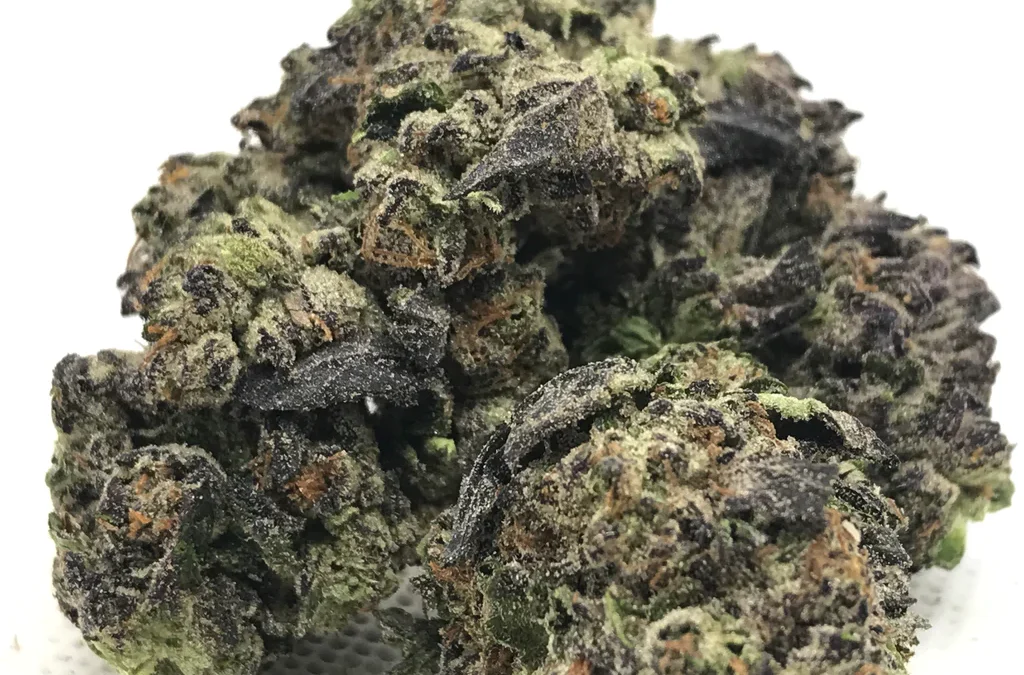 Gelato 44