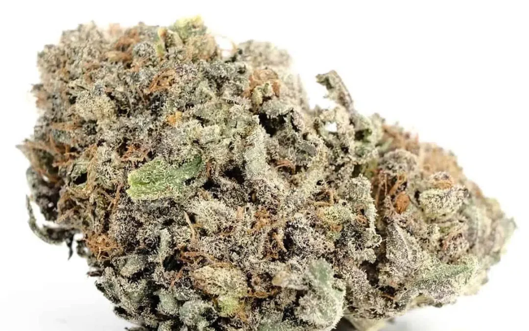 Blackberry-Kush Cannabis Thailand