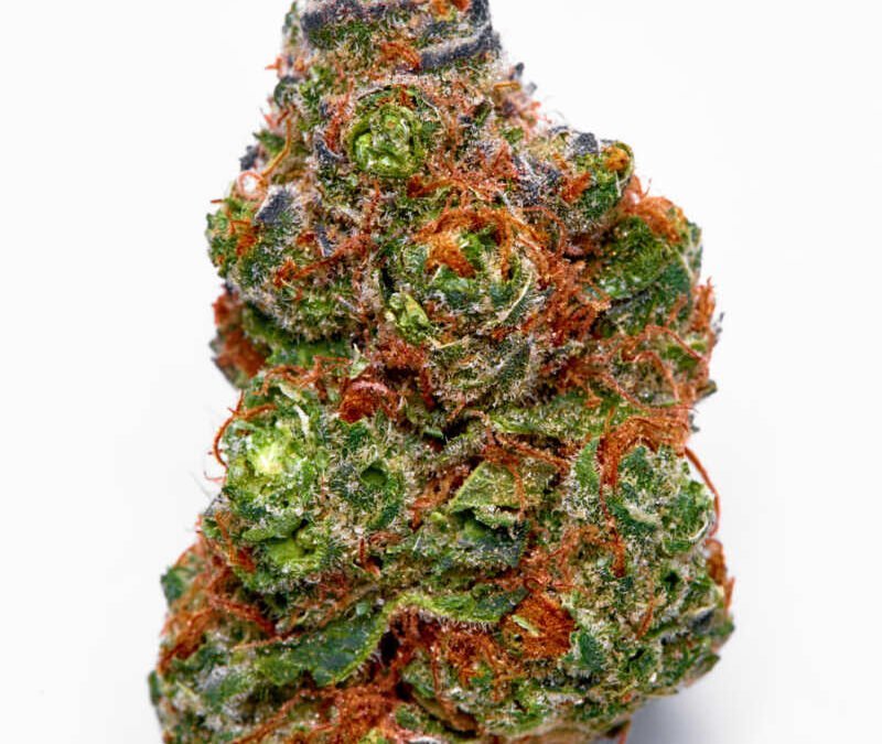 Blueberry Muffins Cannabis Thailand