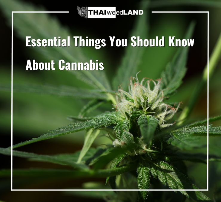 Essential Things You Should Know About Cannabis