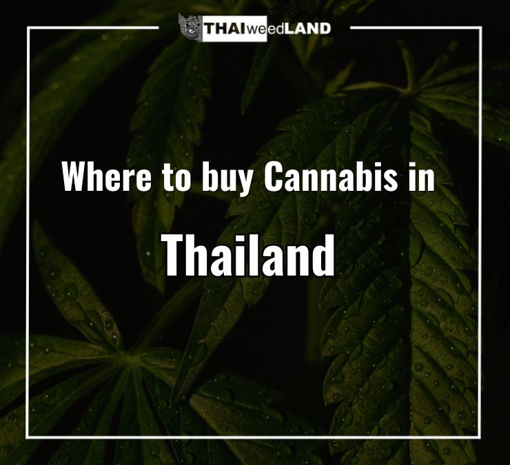 Where to buy Cannabis in Thailand