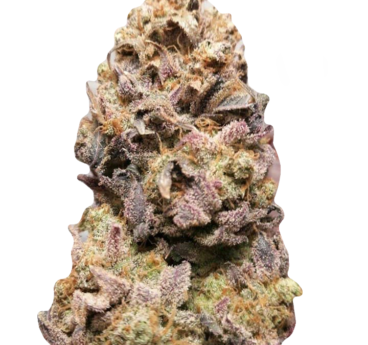 BCN Critical XXL Auto