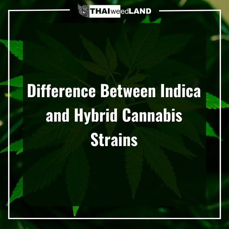Difference Between Indica and Hybrid Cannabis Strains