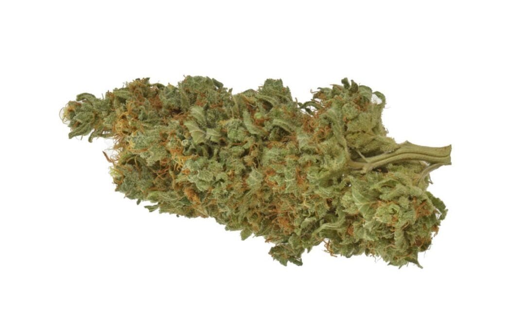 Master Kush