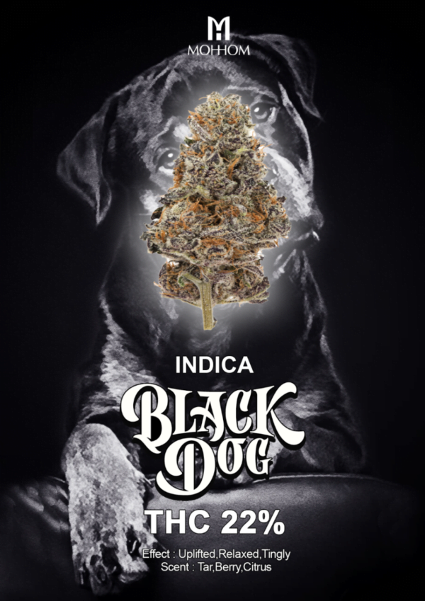 Black Dog