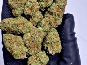 Granddaddy Purple