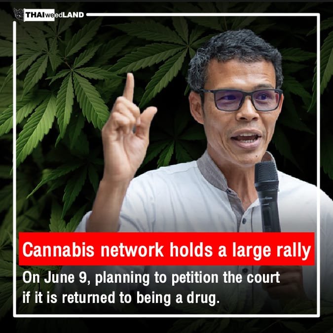 Cannabis network holds a large rally on June 9, planning to petition the court if it is returned to being a drug.