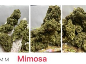 Mimosa