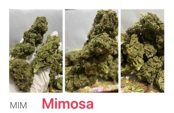 Mimosa