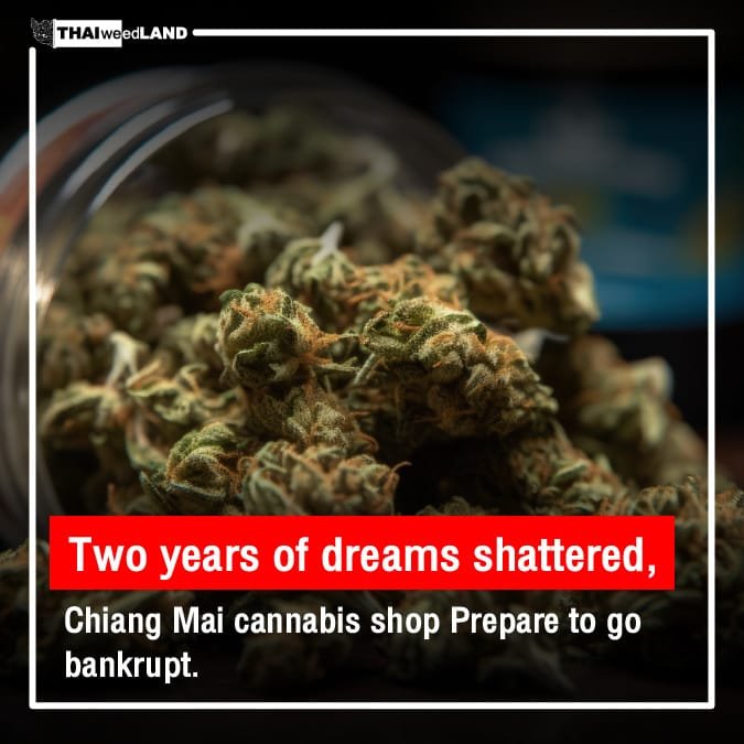 Two years of dreams shattered, Chiang Mai cannabis shop Prepare to go bankrupt