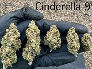 Cinderella 99