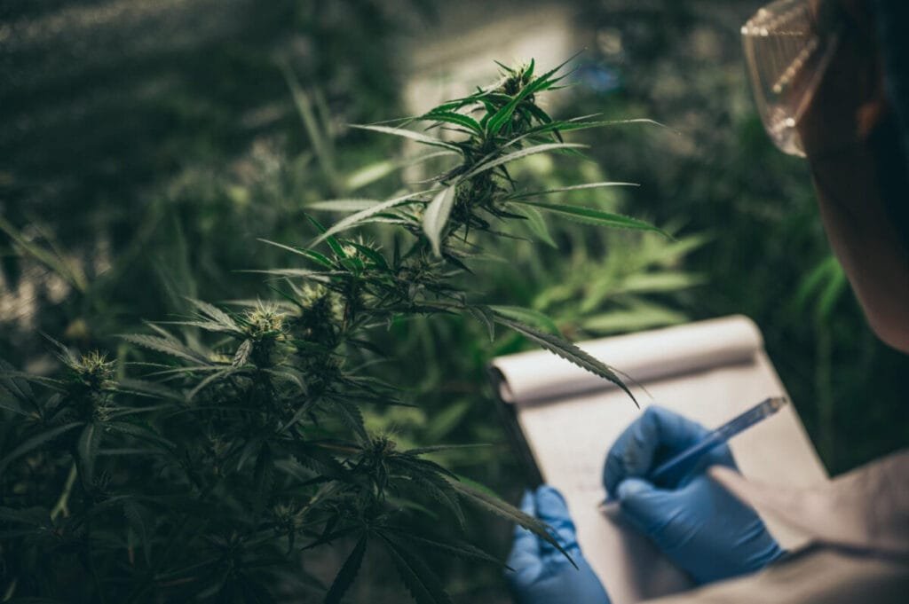 Cannabis businesses facing the Legal Challenges in Thailand