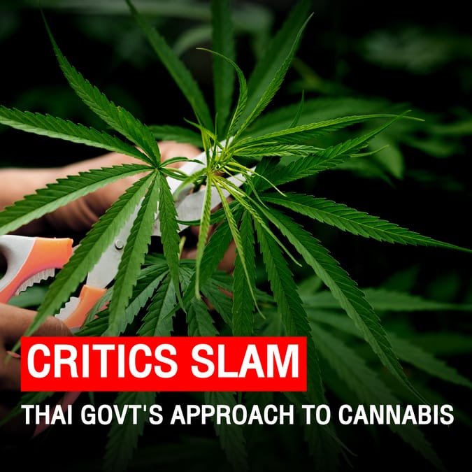Critics slam Thai govt’s approach to cannabis
