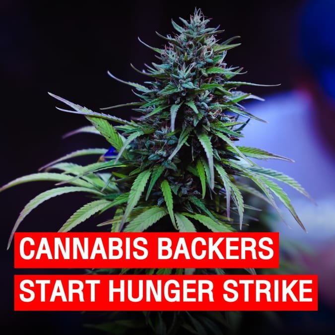 Cannabis backers start hunger strike