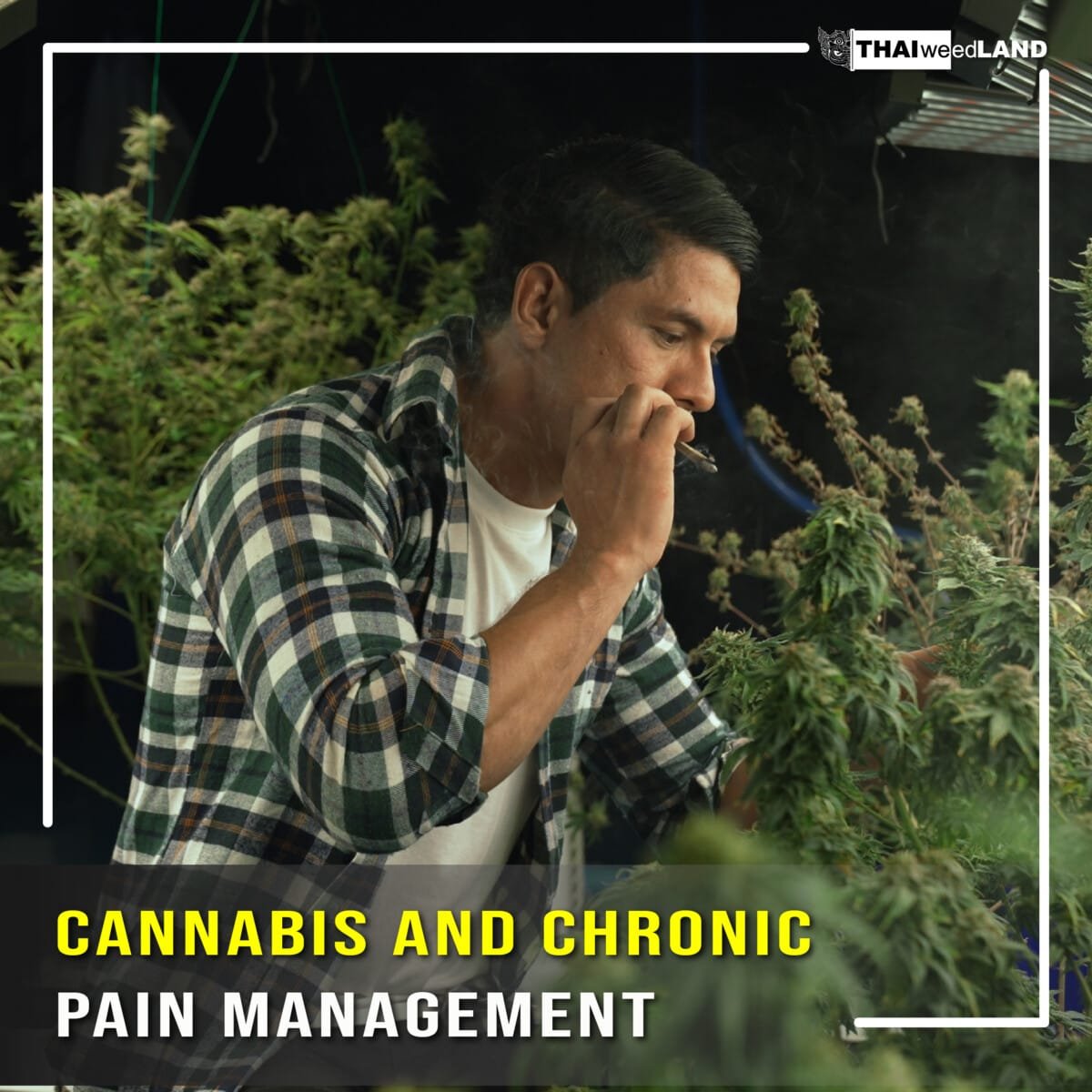 Cannabis and Chronic Pain Management