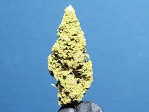 gorilla OG