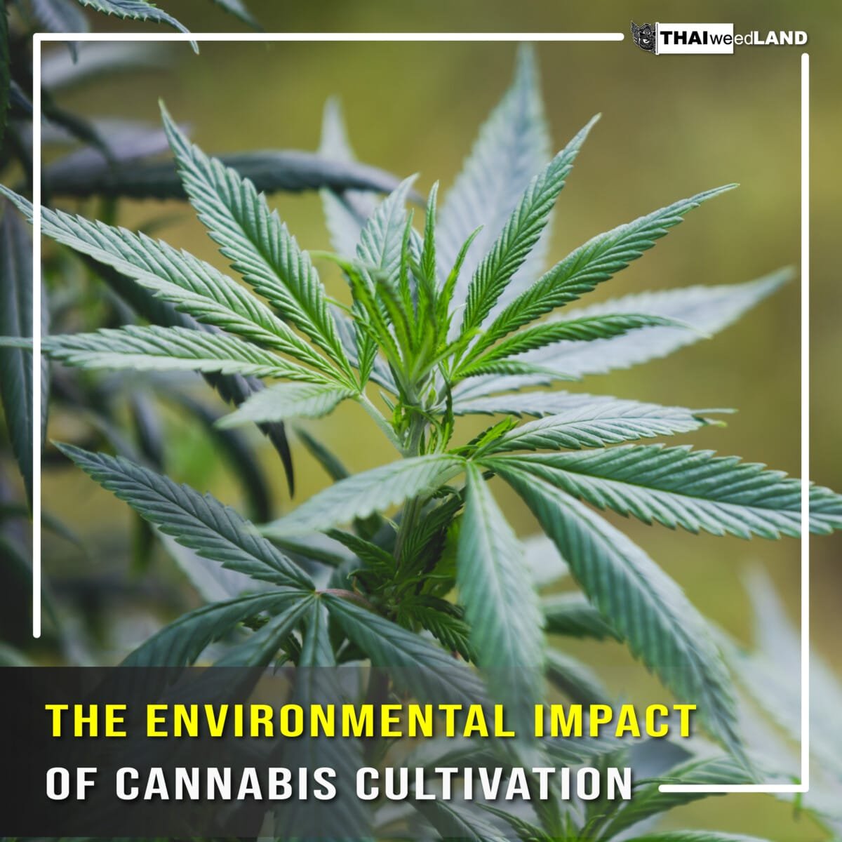 The Environmental Impact of Cannabis Cultivation